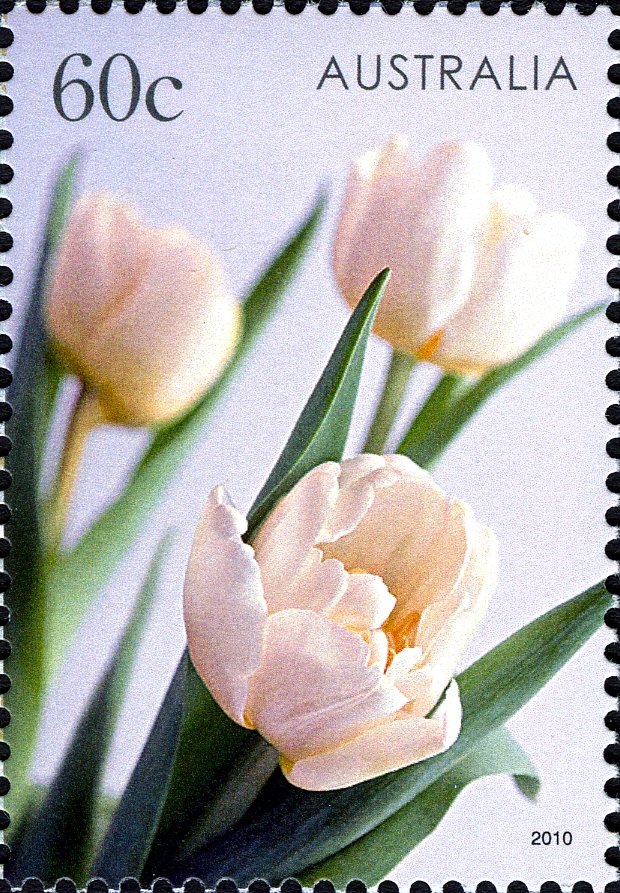 Pink Tulips