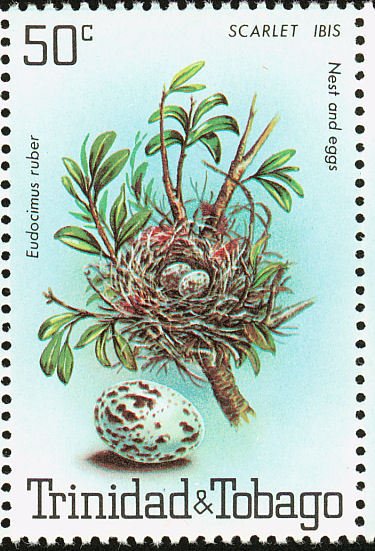 Scarlet Ibis (Eudocimus ruber)
