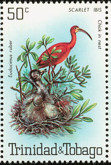Scarlet Ibis (Eudocimus ruber)