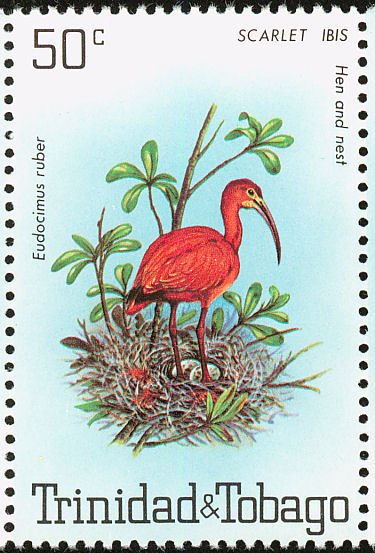 Scarlet Ibis (Eudocimus ruber)