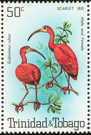 Scarlet Ibis (Eudocimus ruber)