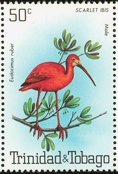 Scarlet Ibis (Eudocimus ruber)