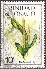 Maraval Lily (Spathiphyllum cannifolium)