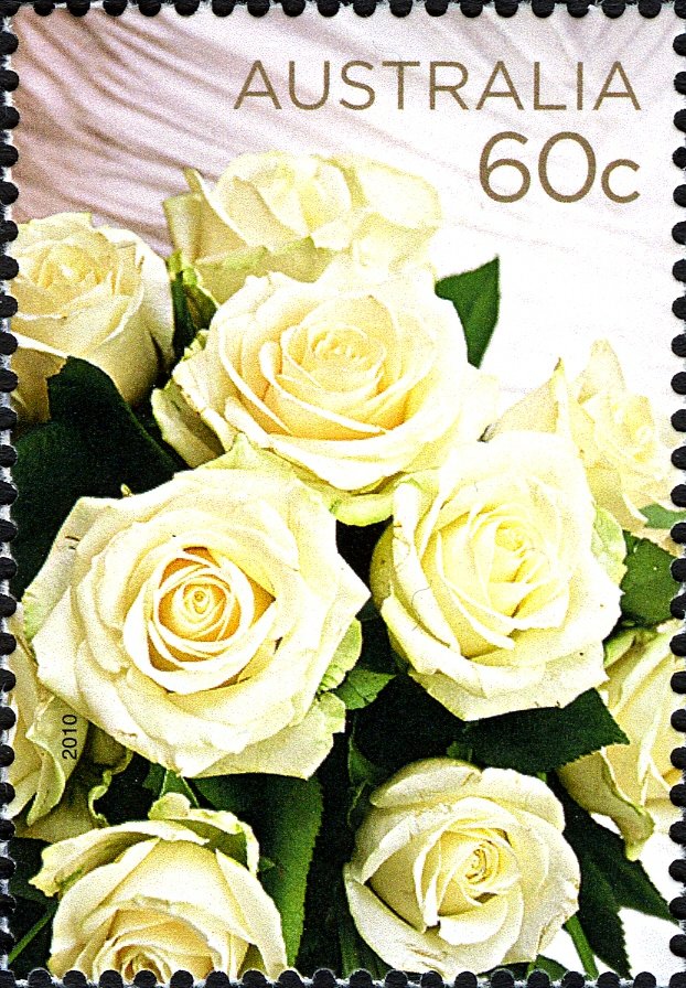 Cream Roses