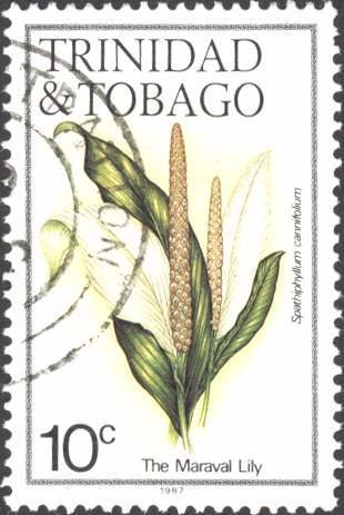 Maraval Lily (Spathiphyllum cannifolium)