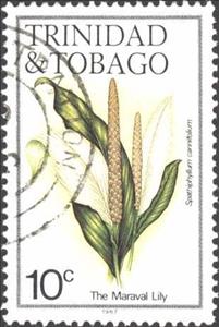 Stamp, Maraval Lily (Spathiphyllum cannifolium), Trinidad and Tobago,  , Flowers, Plants (Flora)