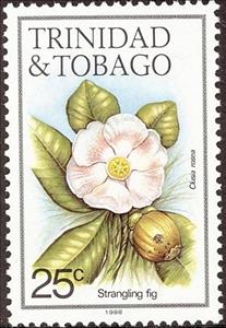 Stamp, Strangling fig (Clusia rosea), Trinidad and Tobago,  , Flowers, Plants (Flora)