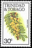 Cassia moschatta