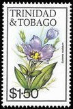 Catchfly prairie gentian (Eustoma exaltatum)