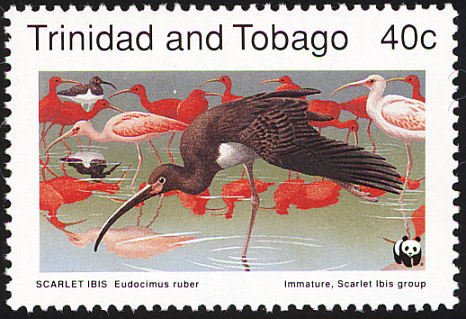 Scarlet Ibis (Eudocimus ruber)