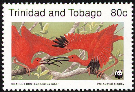 Scarlet Ibis (Eudocimus ruber)