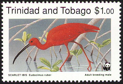 Scarlet Ibis (Eudocimus ruber)
