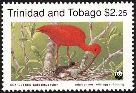 Scarlet Ibis (Eudocimus ruber)