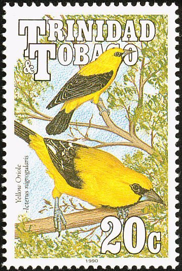 Yellow Oriole (Icterus nigrogularis)