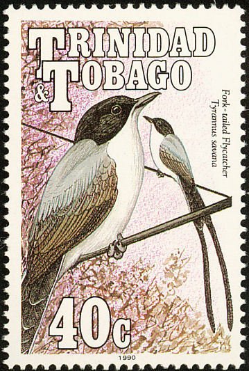 Fork-tailed flycatcher (Tyrannus savana)