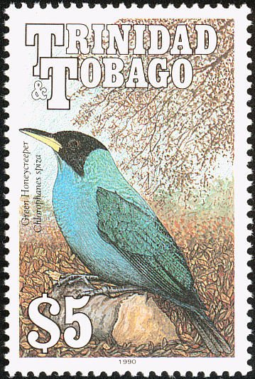 Green Honeycreeper (Chlorophanes spiza)
