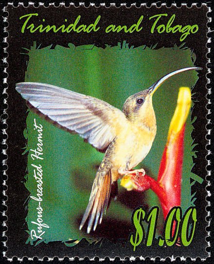 Rufous-breasted Hermit (Glaucis hirsutus)