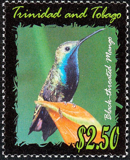 Black-throated Mango (Anthracothorax nigricollis)