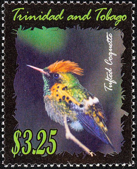 Tufted Coquette (Lophornis ornatus)