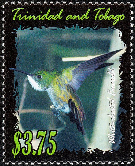 White-chested Emerald (Amazilia brevirostris)