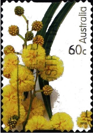 Wattle Flowers