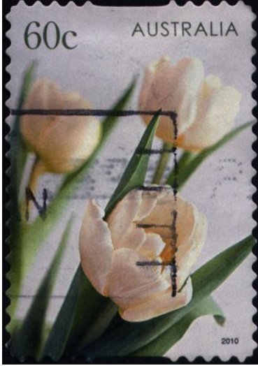 Pink Tulips