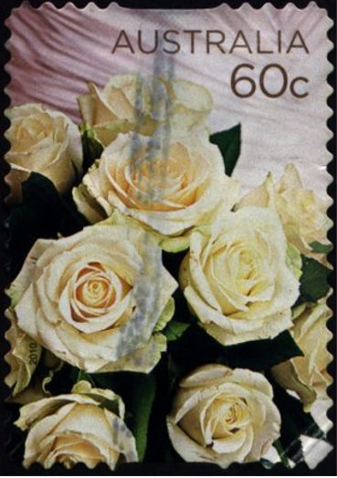 Cream Roses
