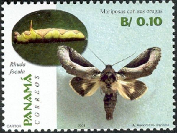 Moth (Rhuda focula)
