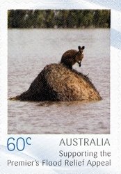 Wallaby on debris