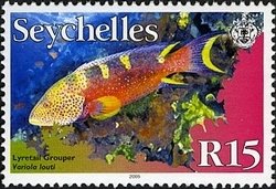 Yellow-edged Lyretail (Variola louti) 