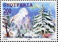 Pine Forest at Drenova