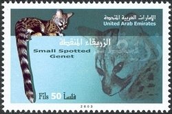Small-spotted Genet (Genetta genetta)