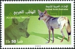 Arabian Wolf (Canis lupus arabs)