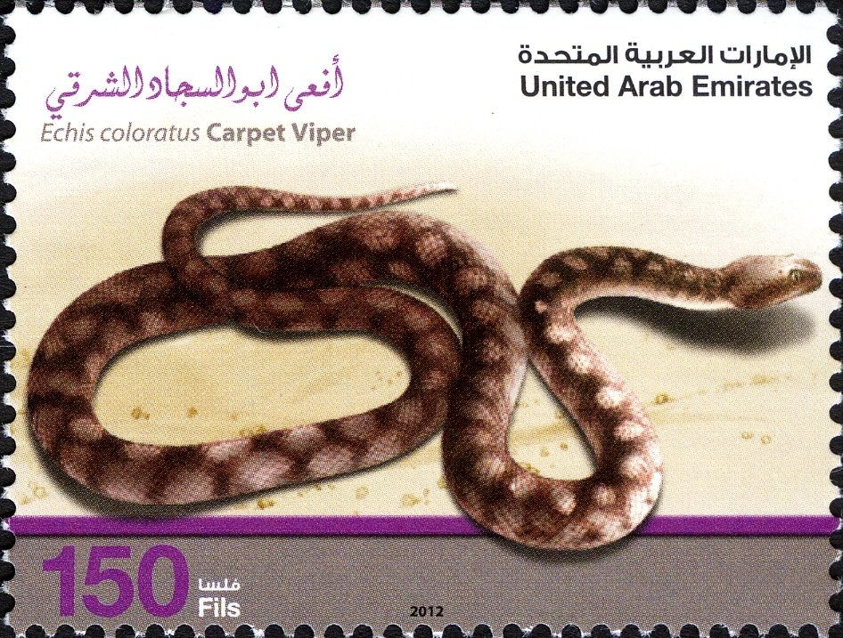 Palestine Saw-scaled Viper (Echis coloratus) 