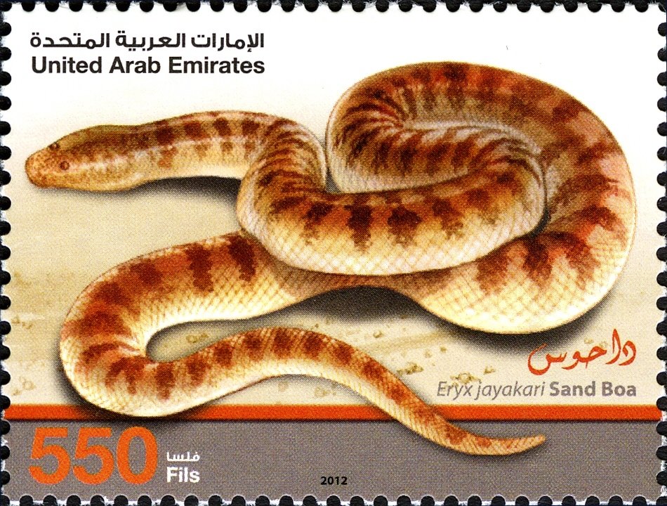 Arabian Sand Boa (Eryx jayakari) 