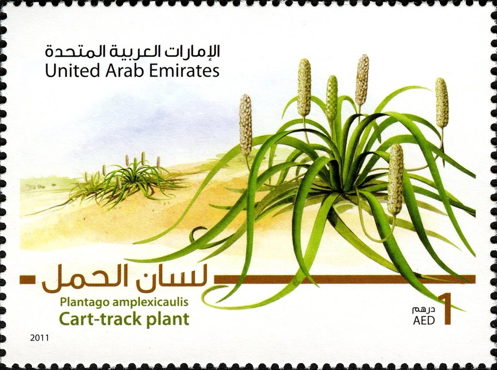 Cart-track Plant