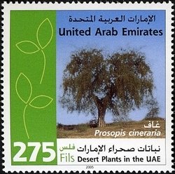 Desert plants in the UAE - Prosopis cineraria