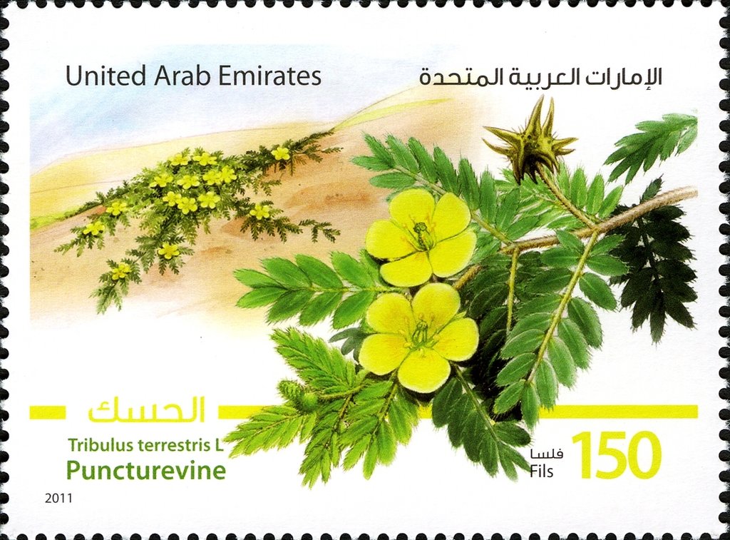 Puncturevine