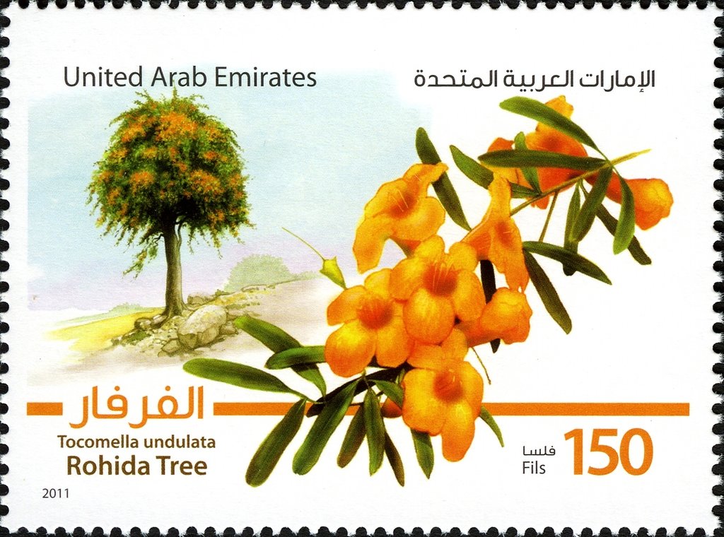 Rohida Tree