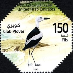 Crab-plover (Dromas ardeola)