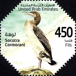 Socotra Cormorant (Phalacrocorax nigrogularis)