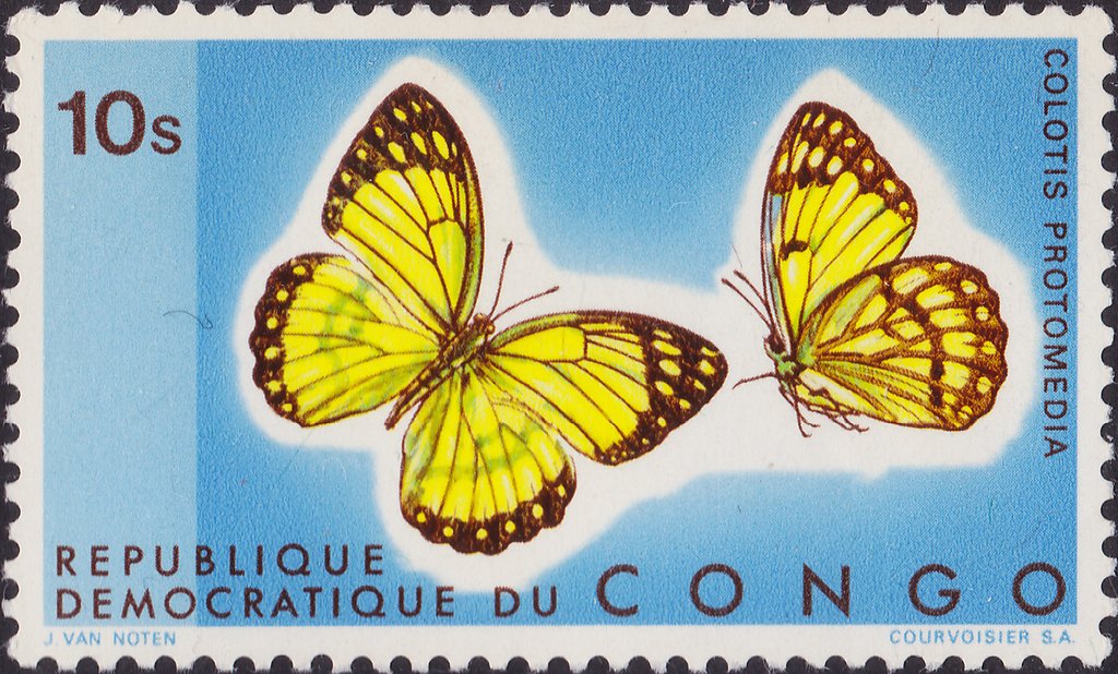 Yellow Splendour (Colotis protomedia)