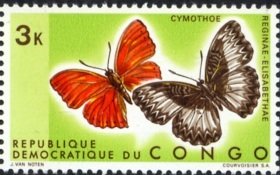 Glider Butterfly (Cymothoe reginaeelisabethae)