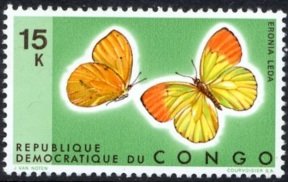 Autumn Leaf Vagrant (Eronia leda)