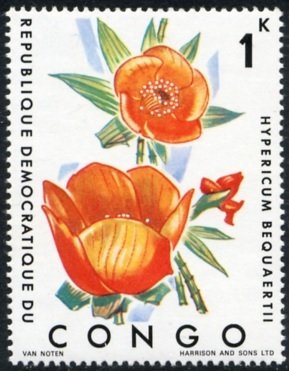 Hypericum bequartii