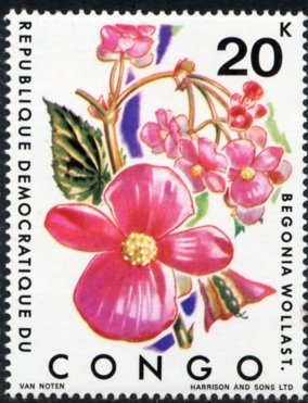 Begonia Wollast