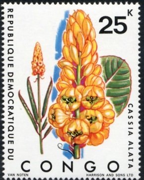 Cassia alata