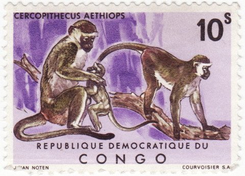 Green Vervet (Cercophitecus aethiops)