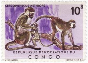 Stamp, Green Vervet (Cercophitecus aethiops), Congo, Democratic Republic (Kinshasa),  , Monkeys, Animals (Fauna)