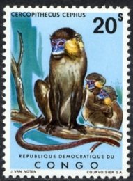 Stamp, Moustached Monkey (Cercopithecus cephus), Congo, Democratic Republic (Kinshasa),  , Monkeys, Animals (Fauna)